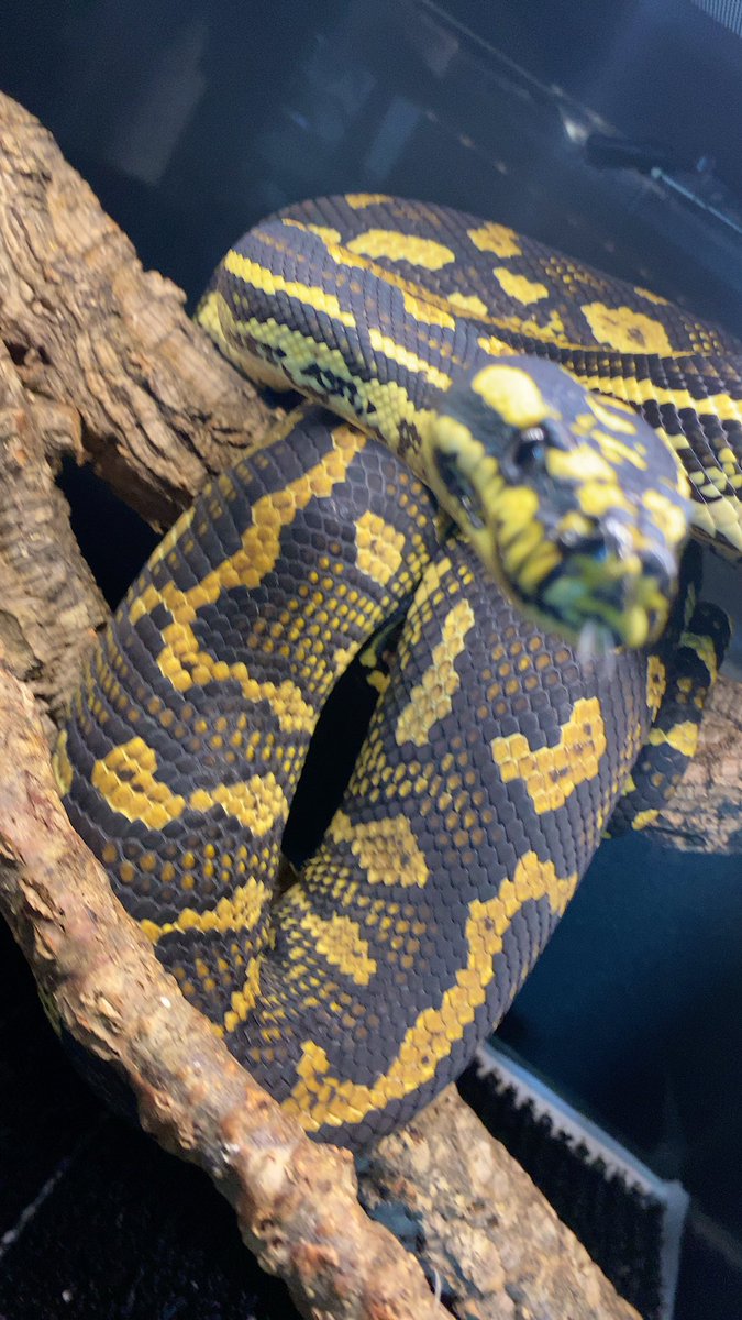 habaero946's tweet image. ジャングルカーペットパイソンフットライン2mの壁が崩せないー

#diamondpython 
#Inlandcarpetpython
#Ballpython
#Whitelippedpython
#bloodpython 
#AngolanPython
#greentreepython
