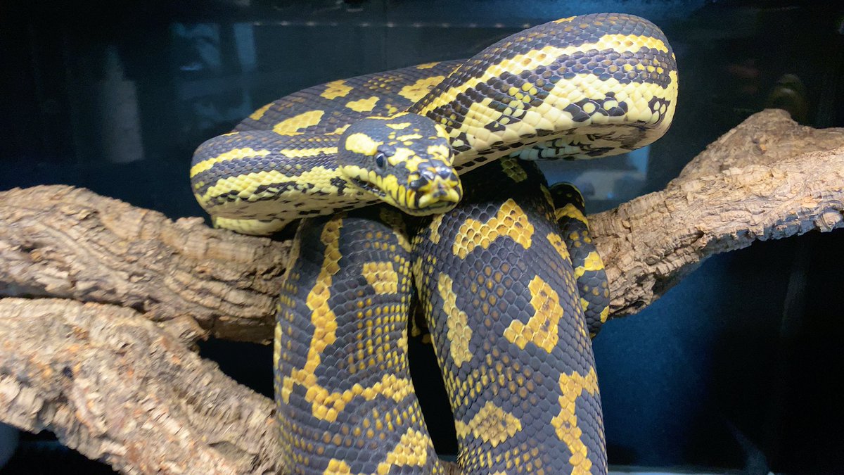 habaero946's tweet image. ジャングルカーペットパイソンフットライン2mの壁が崩せないー

#diamondpython 
#Inlandcarpetpython
#Ballpython
#Whitelippedpython
#bloodpython 
#AngolanPython
#greentreepython