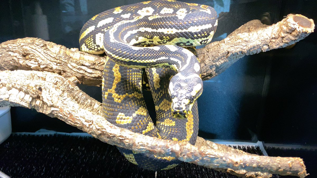 habaero946's tweet image. ジャングルカーペットパイソンフットライン2mの壁が崩せないー

#diamondpython 
#Inlandcarpetpython
#Ballpython
#Whitelippedpython
#bloodpython 
#AngolanPython
#greentreepython