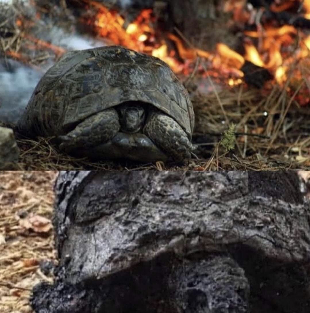 Nazan Bekiroğlu’nun dediği gibi ;
İçimde çok büyük ağlamak var 
Bir ağacın altında oturarak 
Hem kendime hem börtü böceğe 
Kurda,kuşa bin yıllık gözyaşı ile 
Ağlamak istiyorum 😥