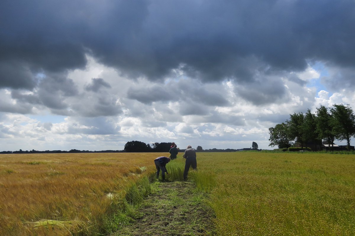 Eileenblackmore's tweet photo. Vlas trekken in Fryslân
We zijn handmatig de randen van de proefvelden aan het vrijmaken zodat de vlastrekmachine er straks langs kan. Via #ambacht naar #circulair
#heidag #vlasdag
#wadvanwaarde
#plasticvrijewadden https://t.co/WlYdZiEano