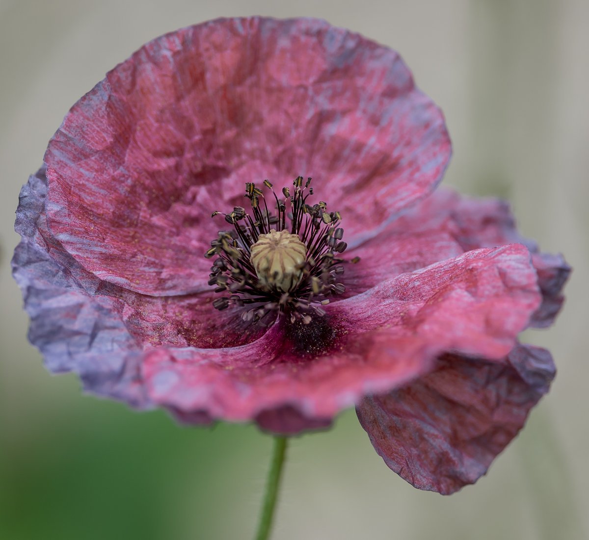 ginachillin's tweet photo. Sunshine then rain....the poppies are such a variety of colours and shades ❤ So beautiful #amazinggreys #poppies #flowers #macro #ginar #Hull #Yorkshire #GardenersWorld https://t.co/KZ181wcORY
