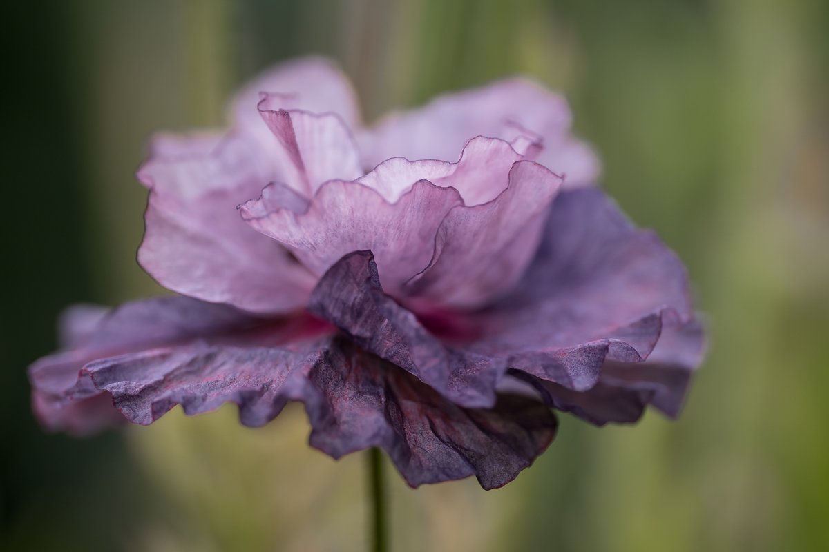 ginachillin's tweet photo. Sunshine then rain....the poppies are such a variety of colours and shades ❤ So beautiful #amazinggreys #poppies #flowers #macro #ginar #Hull #Yorkshire #GardenersWorld https://t.co/KZ181wcORY