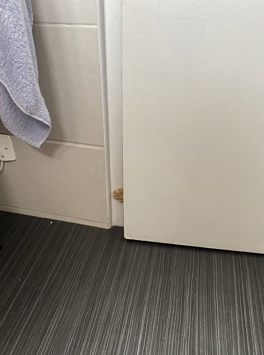 Avocactuss's tweet photo. On peut pas aller aux toilettes tranquilles dans cette maison https://t.co/JjF8AcqlPA