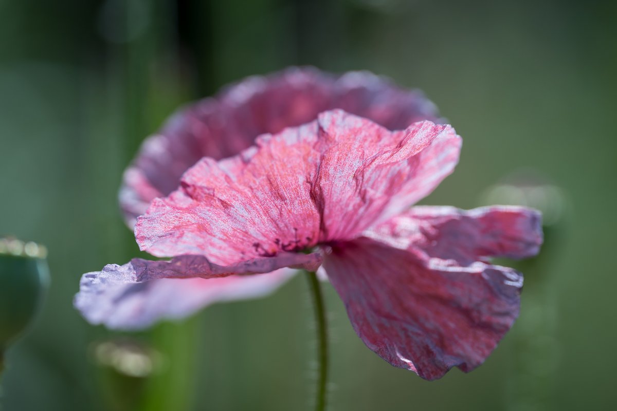 ginachillin's tweet photo. Sunshine then rain....the poppies are such a variety of colours and shades ❤ So beautiful #amazinggreys #poppies #flowers #macro #ginar #Hull #Yorkshire #GardenersWorld https://t.co/MZV4GZIhcO