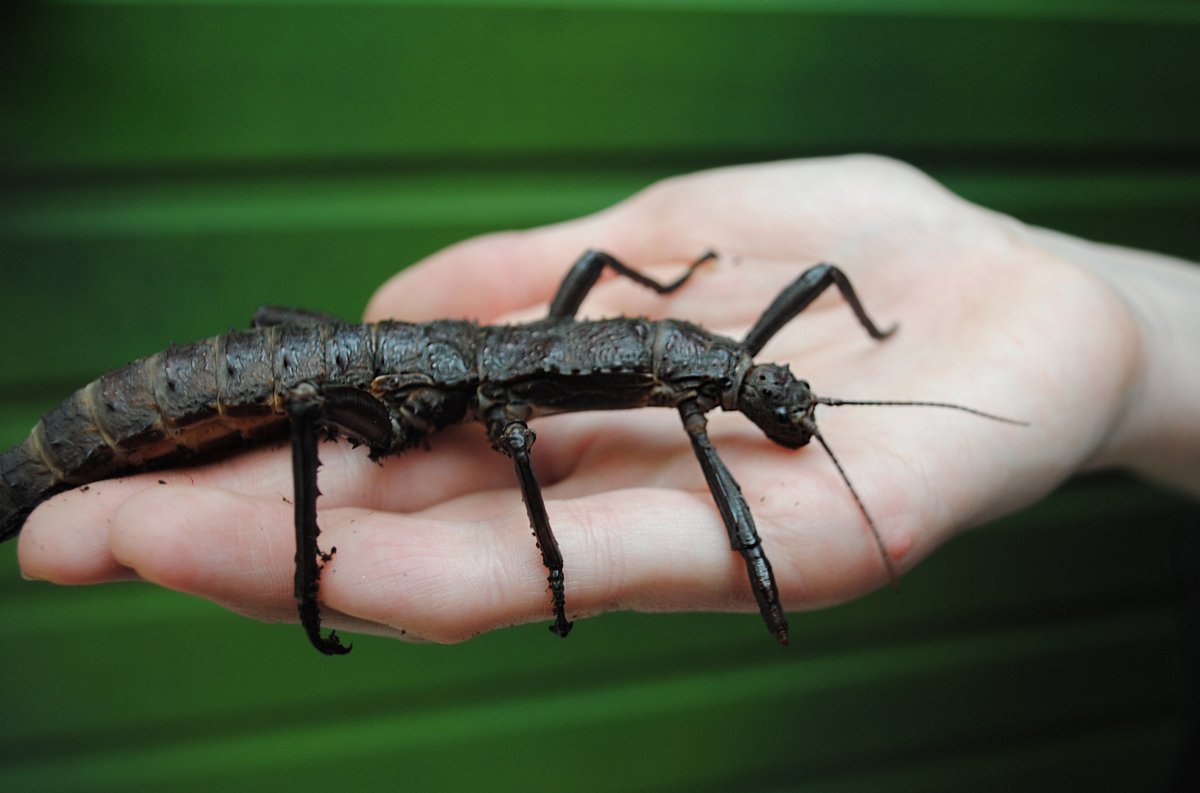 ColchesterZoo's tweet photo. Get up close to some of the smaller critters at Colchester Zoo, with bug handling at our Discovery Centre now available! πͺ³#BugHandling #MeetingCritters #ColchesterZoo https://t.co/983VHrn9wB
