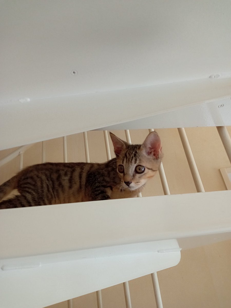 Spaykitaq's tweet photo. 新しいおうちでもトイレ失敗なし！自分たちでケージに戻って眠るおりこうさんです。
まだお問い合わせゼロです😭😭
物怖じせず新しいおうちに秒で馴染む最高の猫たち。ご検討ください🙏
#里親募集　#条件があります　#北九州　#福岡 https://t.co/0KAxnCgjTW