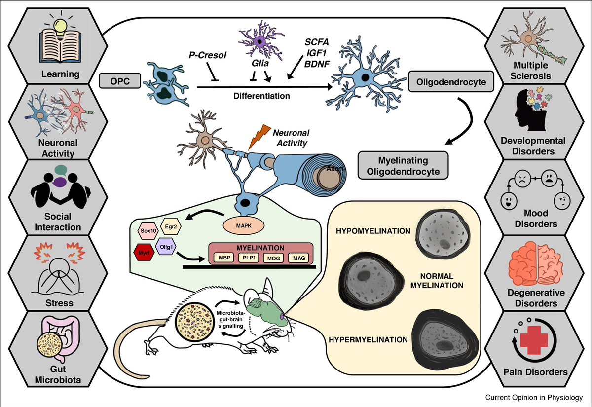 jfcryan's tweet photo. Wrapping Things Up: Recent Developments in Understanding the Role of the Microbiome in Regulating Myelination - well done @CaoimheMKLynch and all https://t.co/DMEzgbQCaw https://t.co/RpxbNRVSVX