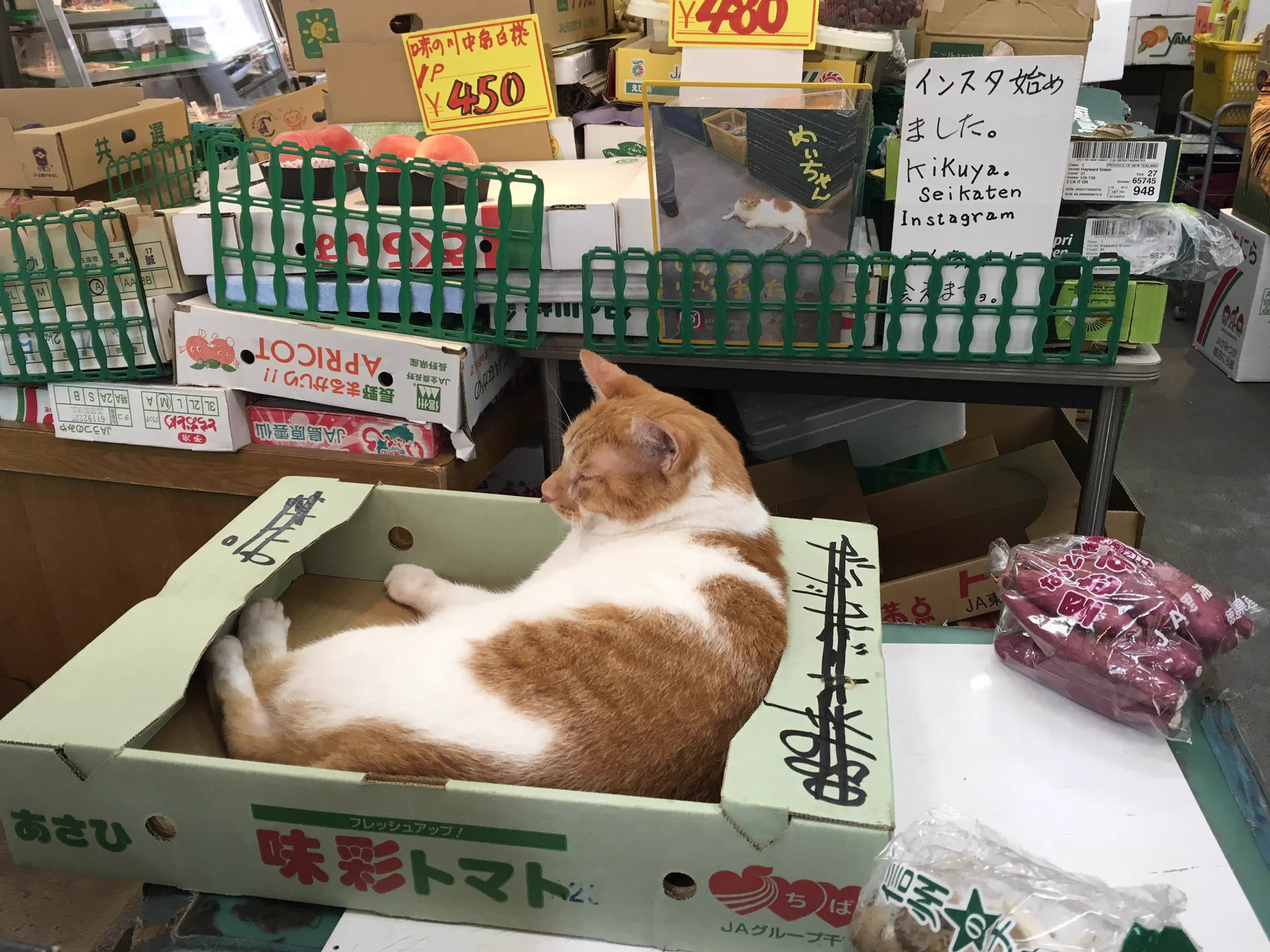 @popemw かわいいトマト🍅 