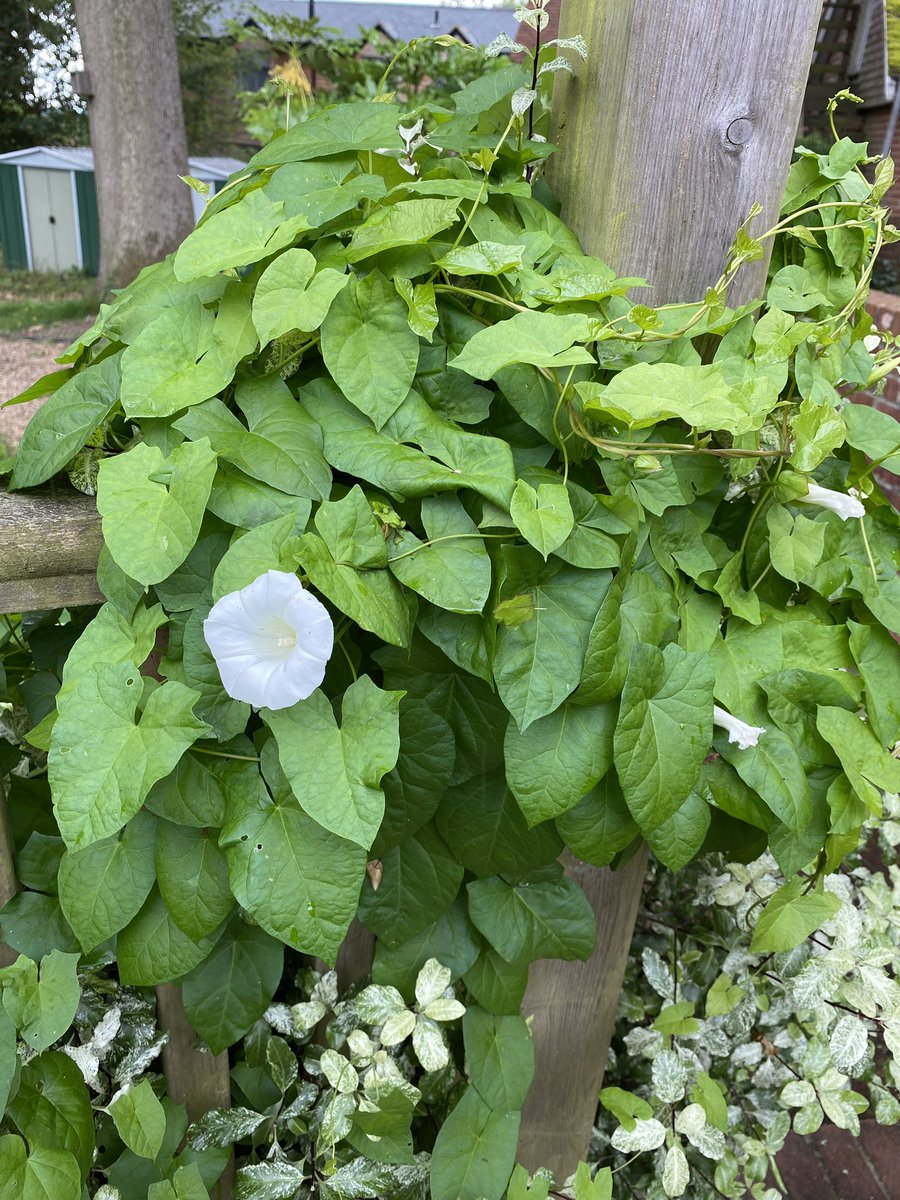 RepastSC's tweet image. I wouldn’t mind bindweed SO much if you could eat it. This year it appears to have insinuated its way into every corner of the garden. 

(Can you eat it?! Somebody please say ‘yes’…)
