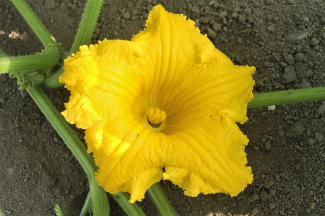 تويتر 佐藤夫佐 على تويتر こんばんは ベティです 毎日一花 7 31のお花は かぼちゃ 花言葉は 広大 かぼちゃの 花言葉 広大は実がどんどん大きくなることからきているそうです 毎日一花 Bettysflower お花 T Co Pncl93n2jf تويتر 佐藤夫佐 على تويتر こんばんは ベティです 毎日一花 7 31のお花は かぼちゃ 花言葉は 広大 かぼちゃの 花言葉 広大は実がどんどん大きくなることからきているそうです 毎日一花 Bettysflower お花 T Co Pncl93n2jf