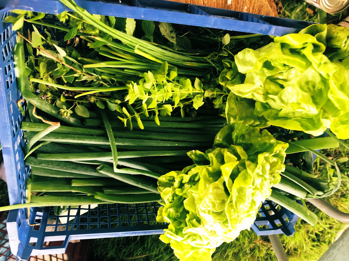 AvonGleaning's tweet photo. We’re all set for our Field to Fork event at @LoveValleyFest with these tasty veggies gleaned from the @TCFarm this morning! Cant wait to try some tasty food cooked by @foodcyclebriz!! https://t.co/b8IiQDzp6e