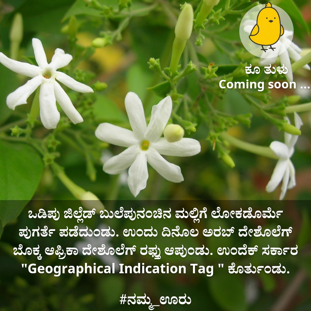 ತುಳುನಾಡ ಮಲ್ಲಿಗೆಗ್ ಜಿ.ಐ ಟ್ಯಾಗ್ ಉಪ್ಪುನ ವಿಷಯ ನಿಕ್ಲೆಗ್ ತೆರಿದುಂಡಾ? 
#ನಮ್ಮ_ಊರು? 
#KooInTulu