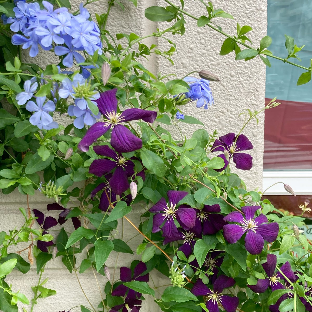 エトワールバイオレット