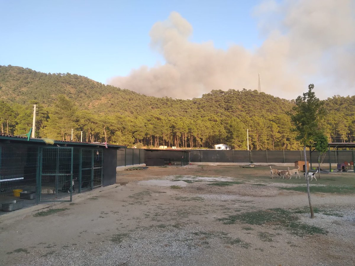 Marmaris'te yangın hızla ilerliyor.
Bir çoğu kör, topal, bakıma muhtaç 50 civarı HAYVANIN TAHLİYESİ için ACİL İNSAN DESTEĞİNE ihtiyaç var.
Yer: Marmaris Hisarönü -Kise Mevkii
Destek verebilecekler whatsappdan ulaşabilir.
Marmarafed Bşk. 
Nihal Kasa /0532 272 10 10
#marmarisyangın
