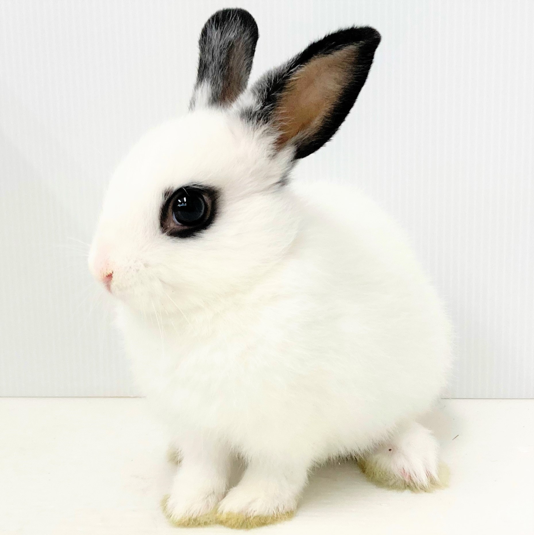 ペットプラザ高槻店【小動物】 on X: 