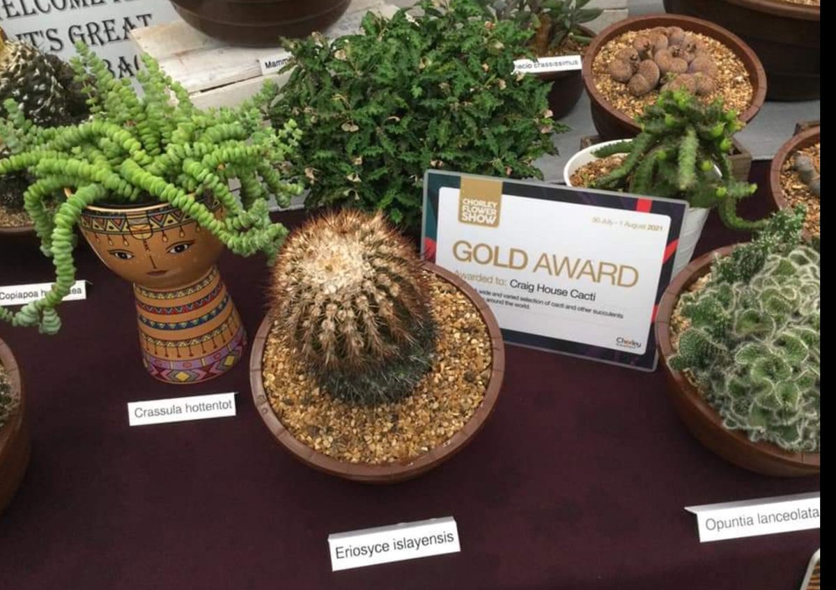 Very pleased to have received a Gold award at Chorley Flower Show #Chorleyflowershow #Lancashire #cactusstan #popsythecactus #100masters #cactuscouple <a href="/ChorleyCouncil/">Chorley Council</a>