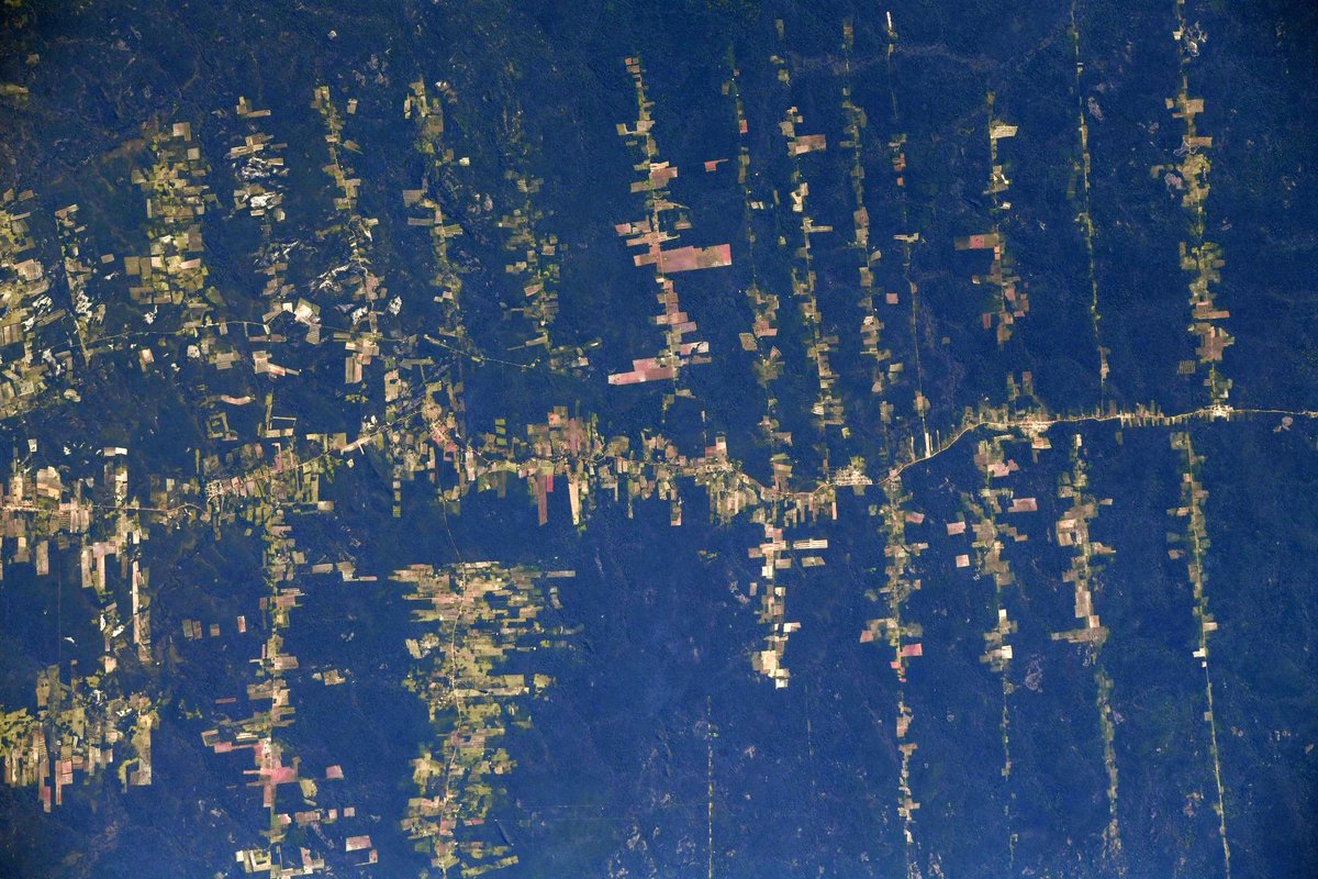 Thom_astro's tweet photo. La forêt amazonienne 🟢☁️🟢☁️🟢 On voit nettement les coupes qui remontent le long des cours d’eau. Un des résultats, c’est une augmentation de l’érosion, et donc des sédiments charriés par les fleuves (d’où la couleur marron), détériorant encore plus les berges ⚠️ #MissionAlpha https://t.co/ah49pV9F7B