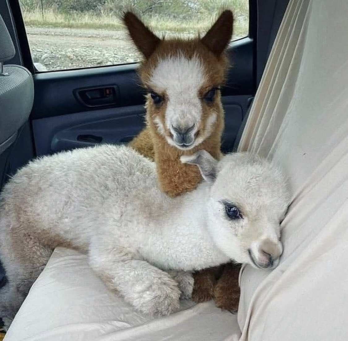 contextalpacas's tweet photo. me &amp; who https://t.co/0DwJFupmRK