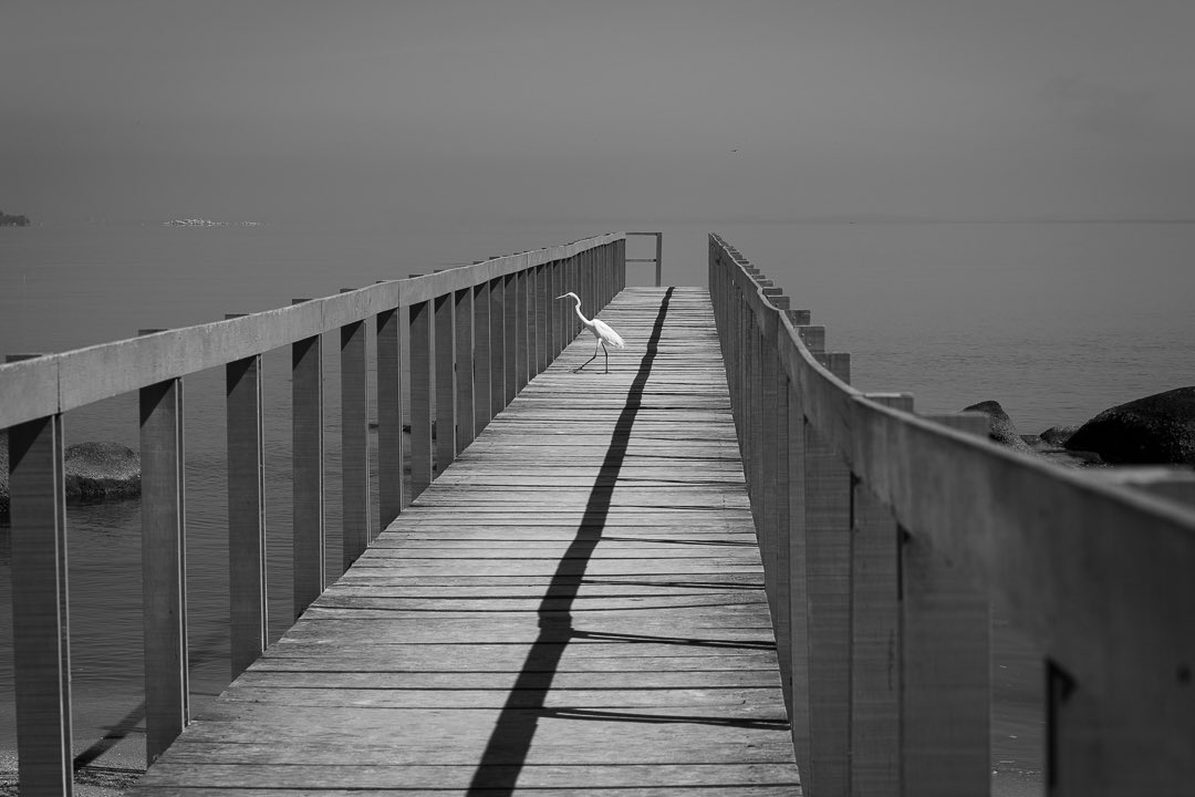 arthursarandy's tweet photo. "Mas vamos renascer, tenho certeza, das cinzas vamos renascer.
É sagrado o eterno retorno."
Fernanda Montenegro.

Fica a fotografia da Ponte da Saudade - Ilha de Paquetá - Rio de Janeiro. https://t.co/ejIDWXLLAm
