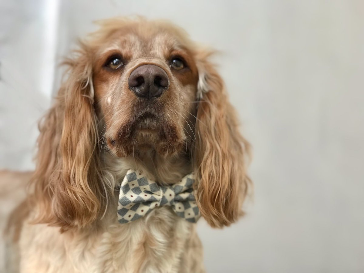 BowjangleDogs's tweet photo. Welwyn Florist's handsome boy, celebrating his family today...
A beautiful Florist, check them out on Instagram!
https://t.co/6owr6Hd3pj
https://t.co/MFu21SoeKI
#getthebowjanglelook #luxuryfabrics #lewisandwood #designerfabrics #dogaccessories #doggifts #dogbowtie #cockerspaniel https://t.co/BFHOMsZI34
