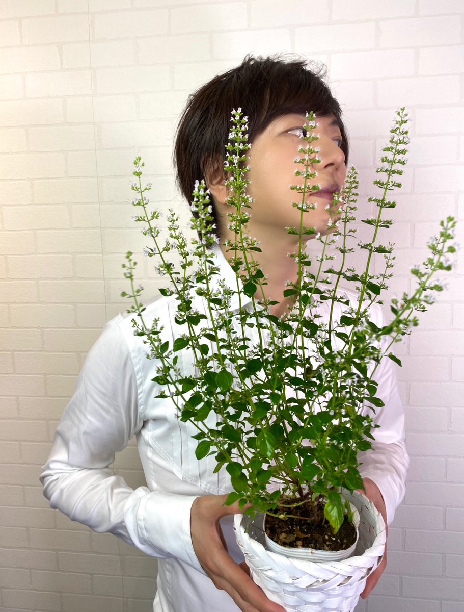 花の癒し 花の癒し