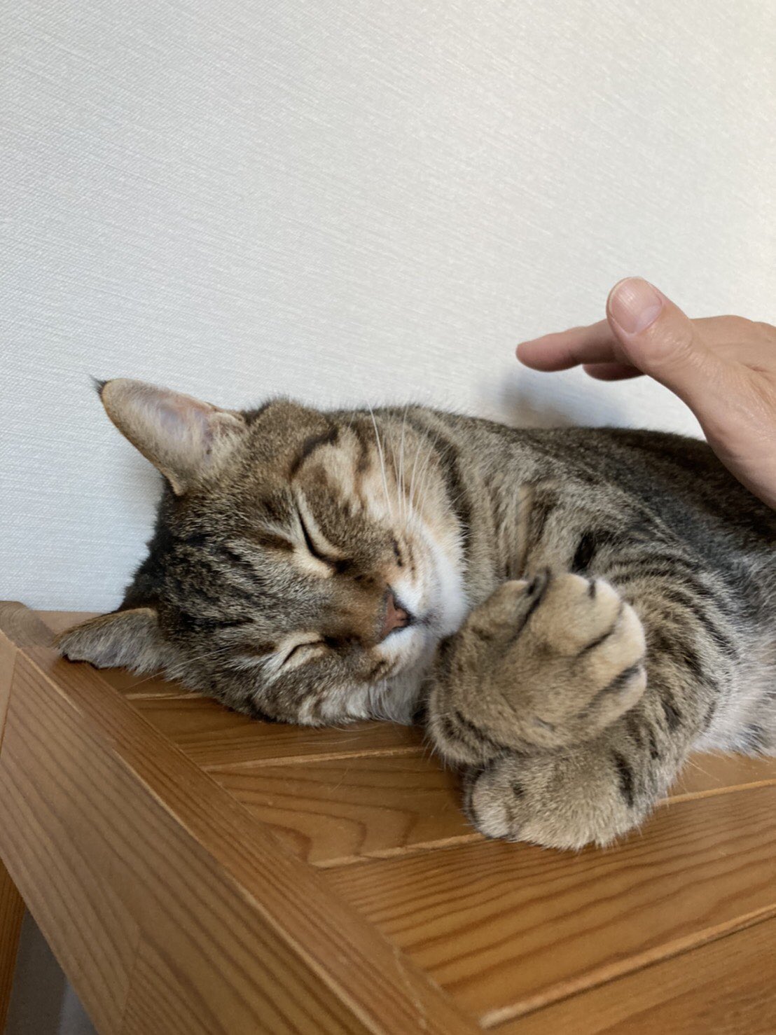 ねこ 5cgm8blbtz35ebn Twitter
