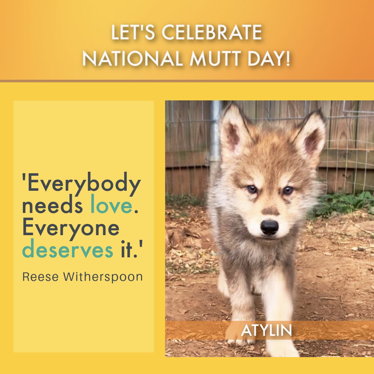 PlanBSaveWolves's tweet photo. Atylin, the little wolf dog who needed help and now has a new home, wants to remind all of us to love our four-legged friends regardless of breed or size. Join us in celebrating National Mutt Day with a howl, bark and woof!

#nationalmuttday #wolfdog   Reese Witherspoon https://t.co/JwlyeB38vM
