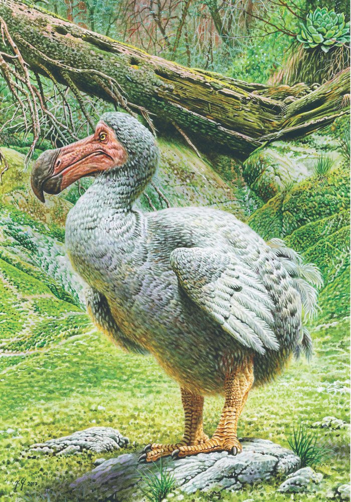 koalaediciones's tweet photo. Inevitable que el icónico #dodo figure en el Atlas de animales extintos en nuestra época.
https://t.co/4RBnmZ4qMC
#libroinformativo
#libroregalo
#librosynaturaleza https://t.co/c6UM34ac5d