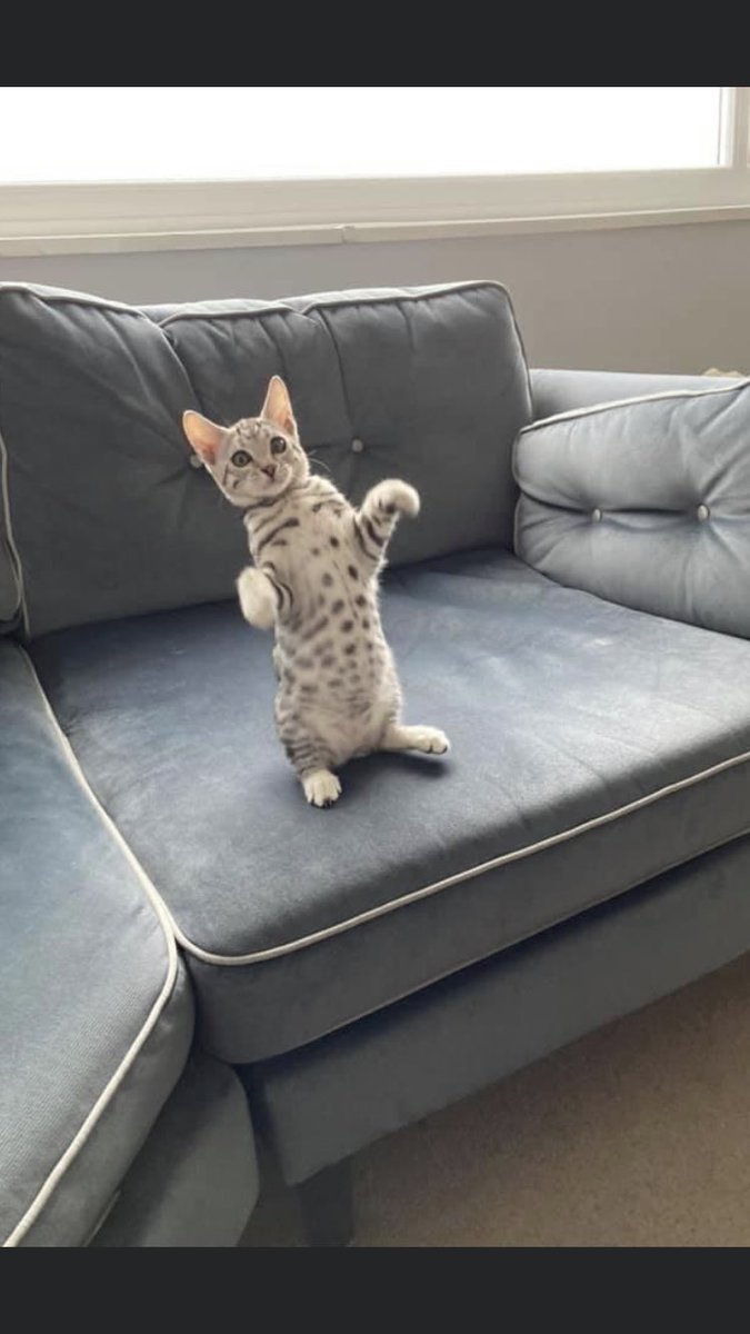 KristenHousman's tweet photo. @imteddybless Obi the Bengal joined the fam yesterday. Kept me awake 1-3am &amp; 730 some sort of comedic apology imitating meerkat/penguin!?.... https://t.co/CNbYj9dmXf