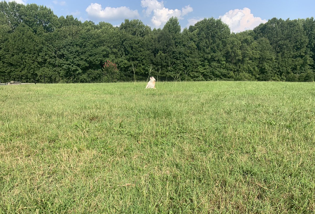 Dozer_The_Dog tweet media