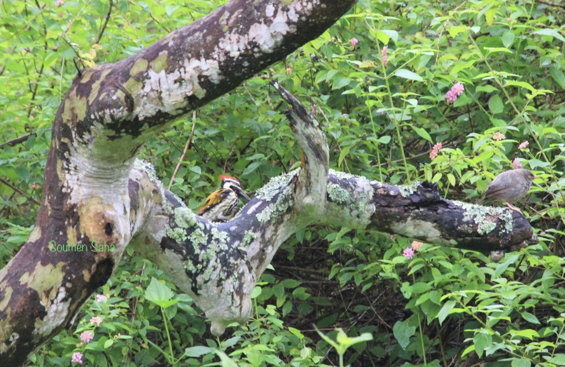 isoumens's tweet photo. 2-in-1 #CommonFlameback #JungleBabbler on the same branch
#IndiAves @IndiAves @WorldofWilds
#wildlifephotography #birdphotography #BBCWildlifePOTD #ThePhotoHour #BirdsSeenIn2021 #canonphotography @Canon_India https://t.co/H0v6KxRhjm