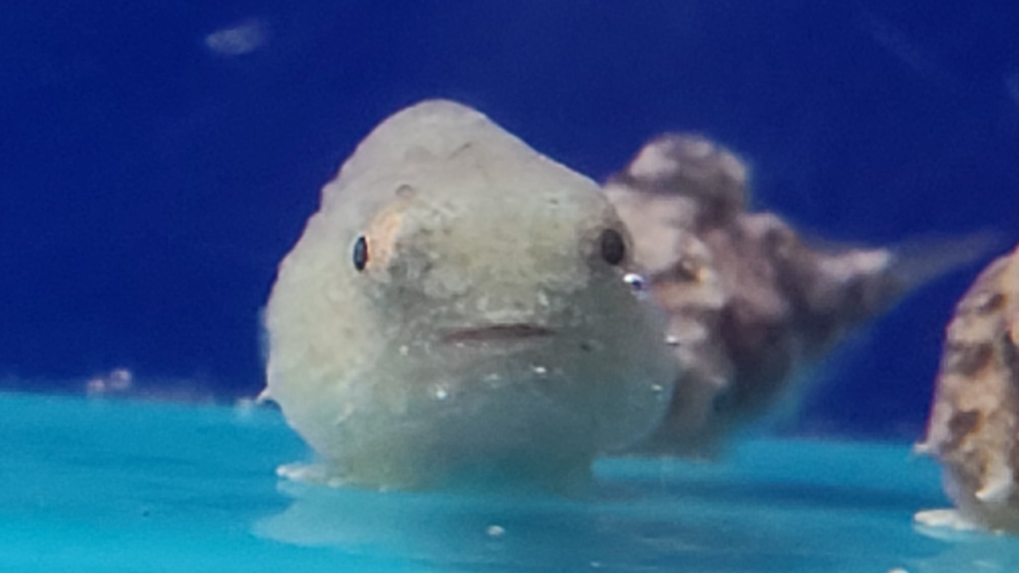 えいだん ʚ ɞ ダンゴウオの可愛さを流布していく W サンシャイン水族館さんお願いです ダンゴウオ のグッズを出してください 人 ダンゴウオ サンシャイン水族館 T Co Ivnawrsskw Twitter