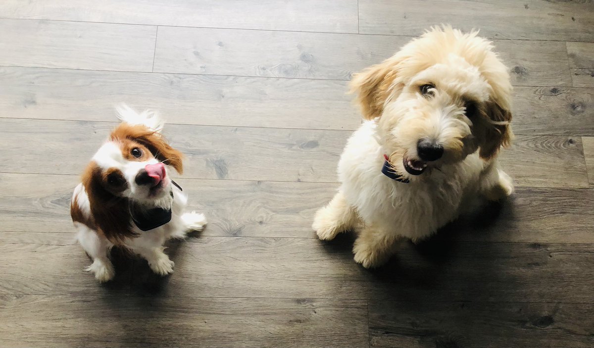 MesserKinder's tweet photo. Puppy-Sitting these 2 Cuties https://t.co/el8wjHSAW2