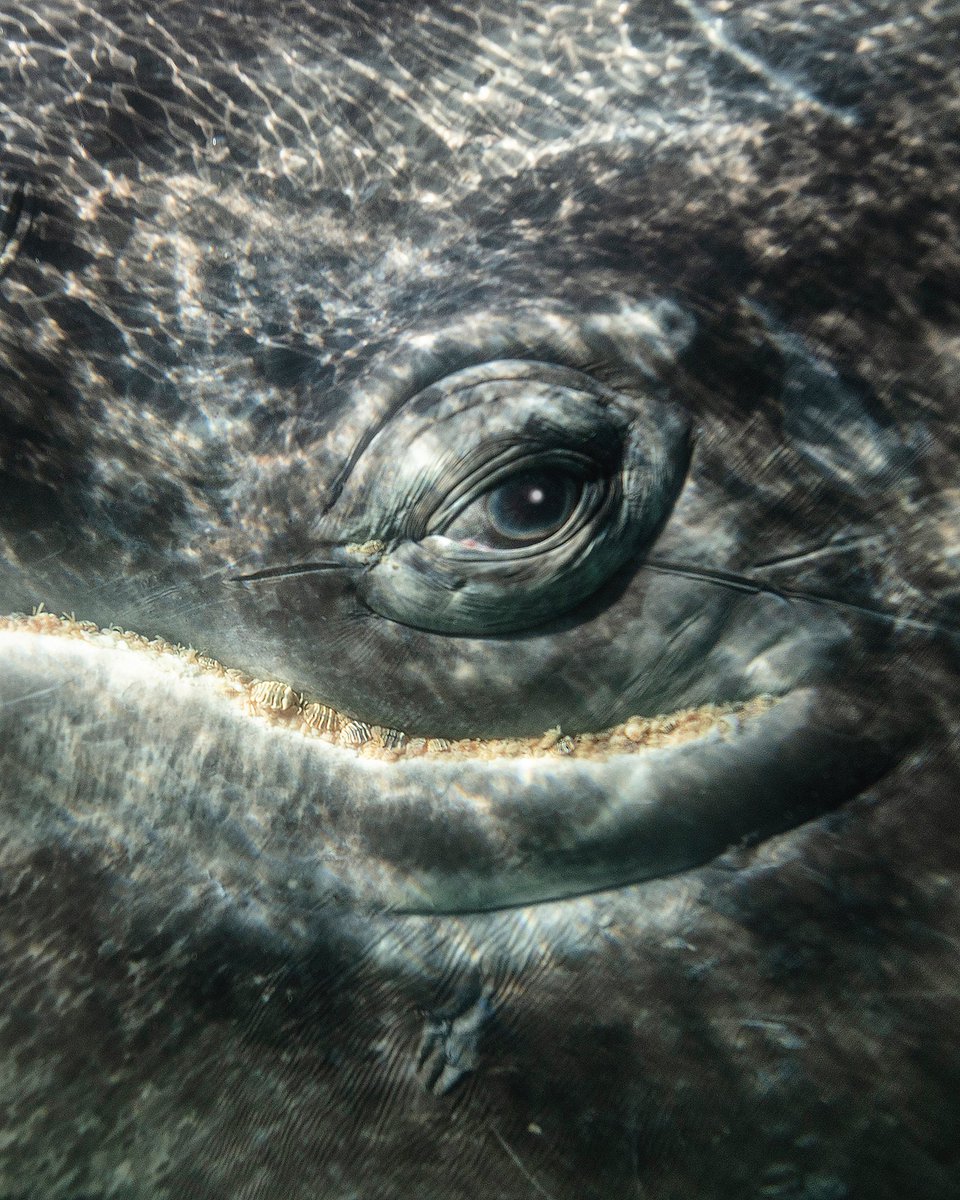 Eric J. Smith tweet media