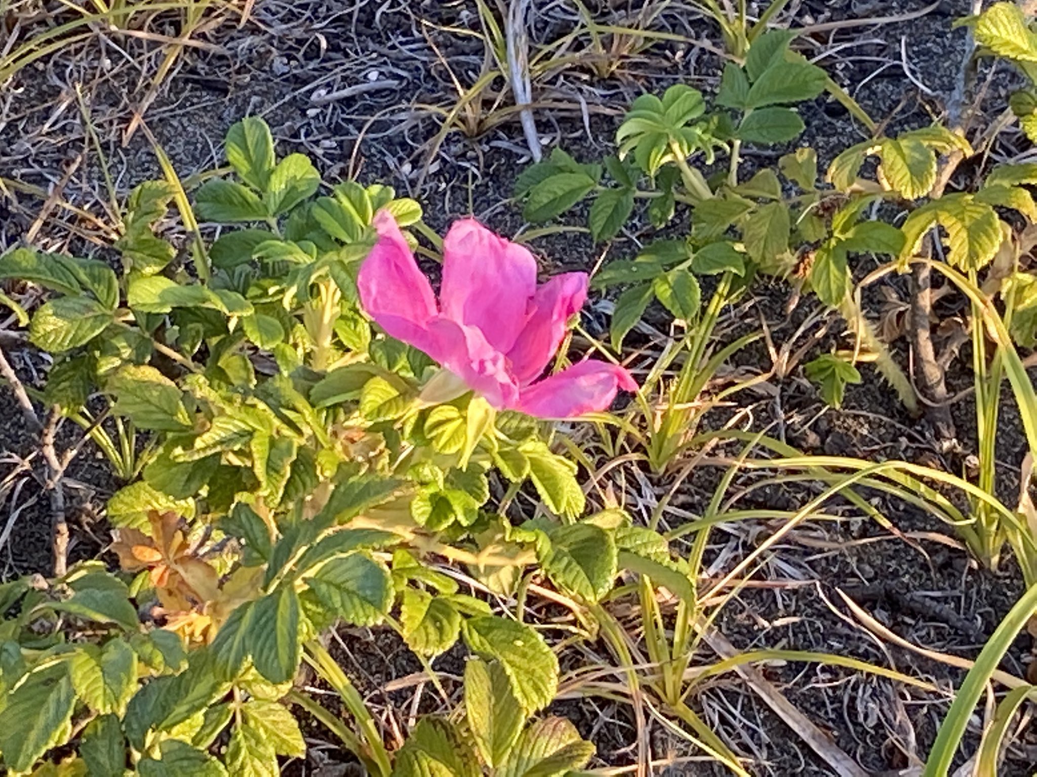 ハマナスの丘公園 Twitter Search Twitter