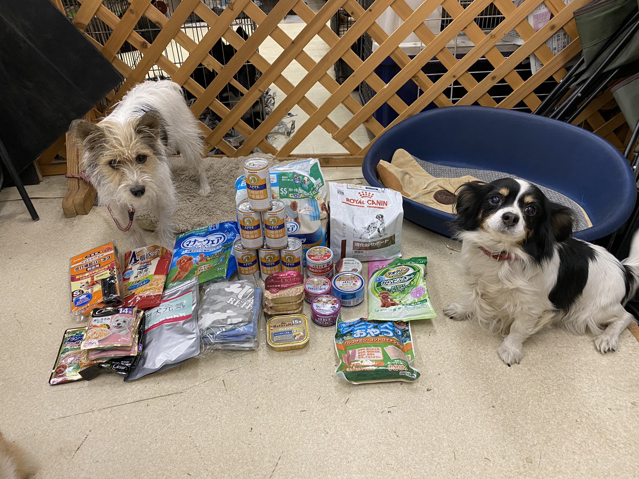 一般社団法人レスキュードアニマルネットワーク Al Twitter Instagramより転載 ご支援いただきました たくさんの方から 支援物資を届けていただいています 匿名の方より ロイヤルカナン 消化器サポート 低脂肪 3kg 男の子用マナーウェア 歩行補助ハーネス