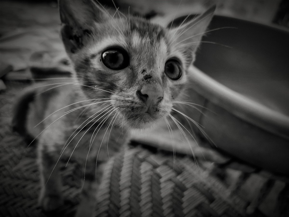 MSAURABH1923's tweet photo. My friend 😘😘
#cat #meow #catlover #catsoftheworld #tabby #meowbox #littlecat #oneeyecat #blackcat #kittylove #ilovemycat #kitten #pet #furry #vatlove #mycat #catlady #catwalk #cateye #gingercat #bestmeow https://t.co/mlt9QDKWJI