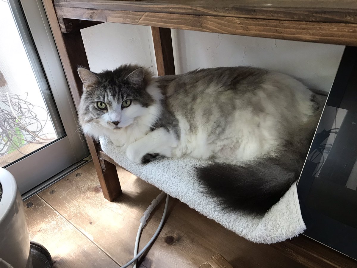 メインクーンのtwitterイラスト作品