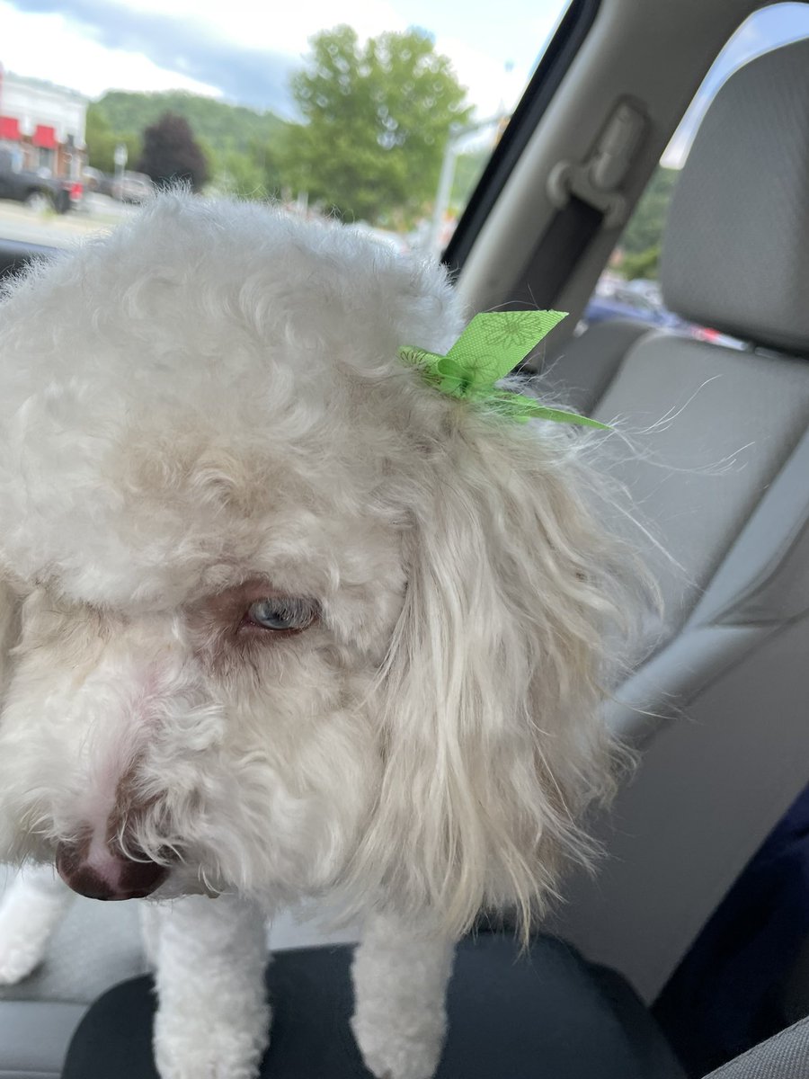 sim_sim3333's tweet photo. wouldn’t be legit w/o a twitter farewell! zoya and i gotta go our separate ways today but i’ll see this idiot later!! <3 https://t.co/i4fwE8M2iJ