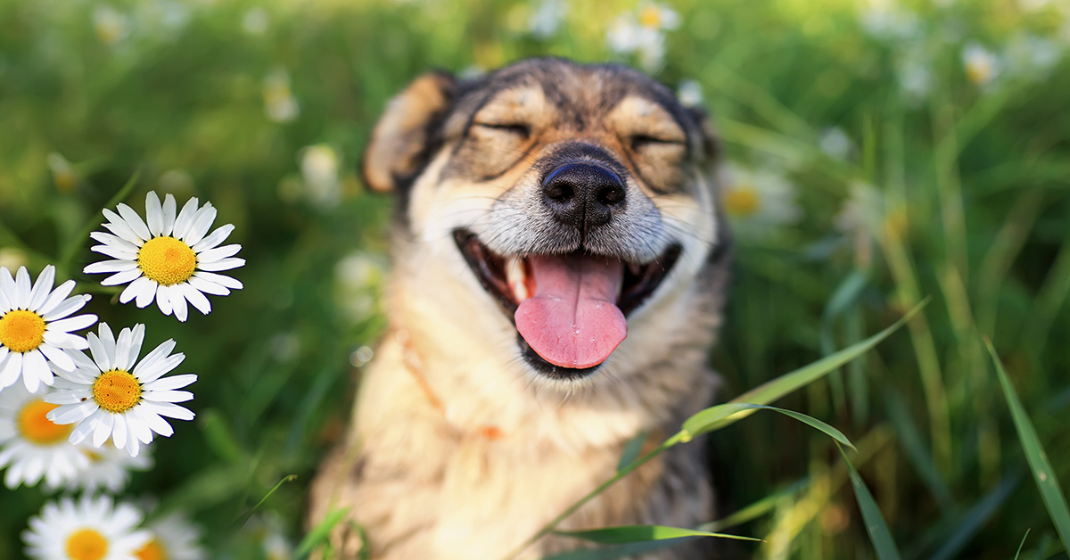 We all love spending the long, sunny days of summer outdoors with our pets, but long hot days can cause heat stroke or worse. Here are some tips from the MEL Safety Inst. to help keep your pets safe!  buff.ly/3lgVNJG