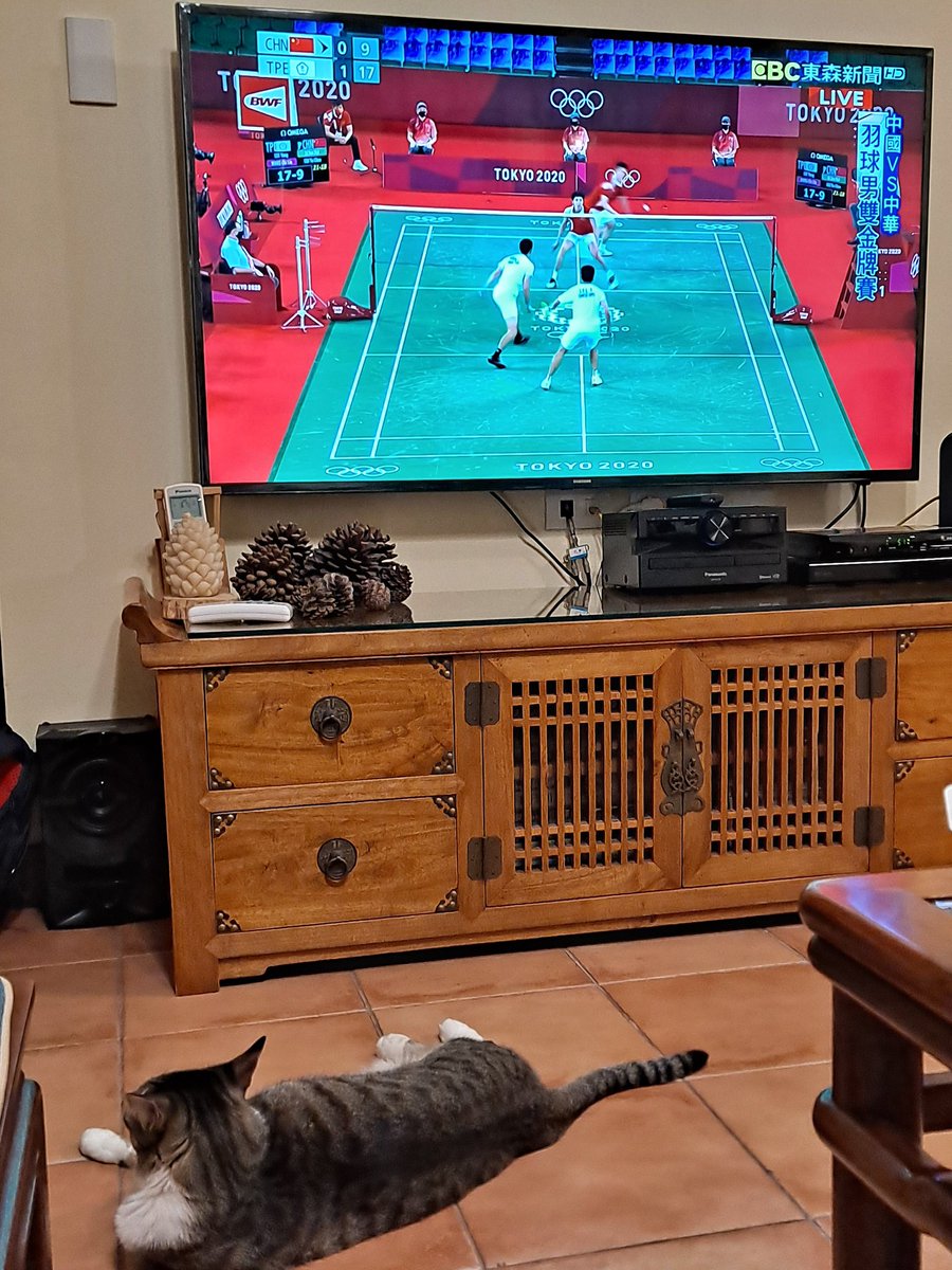 Even our cat sat up for this wonderful Taiwan victory!!