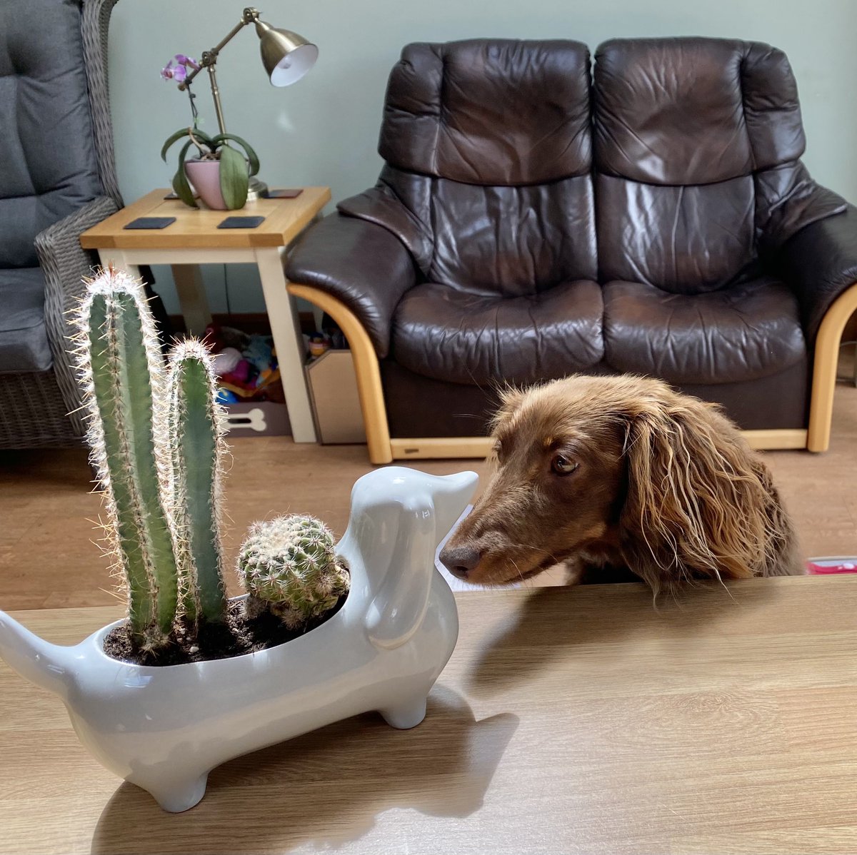 Mum has been planting her new terrarium and #sausagedog planter with some cacti and succulents 🌵…..so of course I had to check them out 👀😃