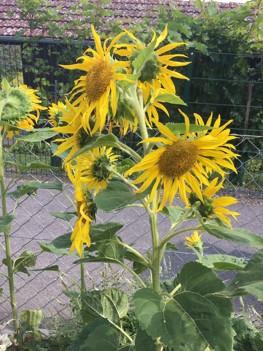 Sebastian Seitner tweet media