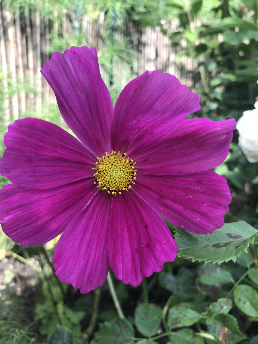 1st Cosmos flower looking pretty #garden #flowers #grownfromseed