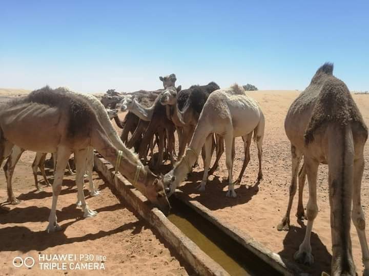 #مصالحنا_عبر_الولايات 
#بشار
#دائرة_اقلي
في إطار برنامج التنمية الريفية، قام بعض اطارات من المديرية بخرجة ميدانية لمتابعة إنجاز الأحواض والمشارب لفائدة المناطق الرعوية بدائرة اقلي.