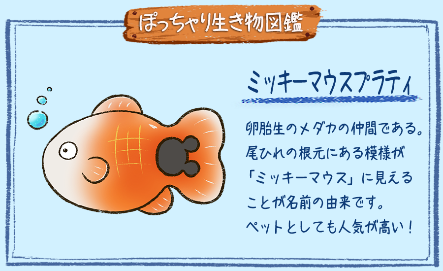 ぽっちゃり昆虫図鑑 略してぽちゃこん ぽっちゃり生き物図鑑 No 123 ミッキーマウスプラティ ぽっちゃり体型の生き物を毎日描いています 今日はミッキーマウスのような模様を持つ熱帯魚 ミッキーマウスプラティです 生き物 絵 イラスト 1 ぽっちゃり昆虫図鑑 略してぽちゃこん ぽっちゃり生き物図鑑 No 123 ミッキーマウスプラティ ぽっちゃり体型の生き物を毎日描いています 今日はミッキーマウスのような模様を持つ熱帯魚 ミッキーマウスプラティです 生き物 絵 イラスト 1