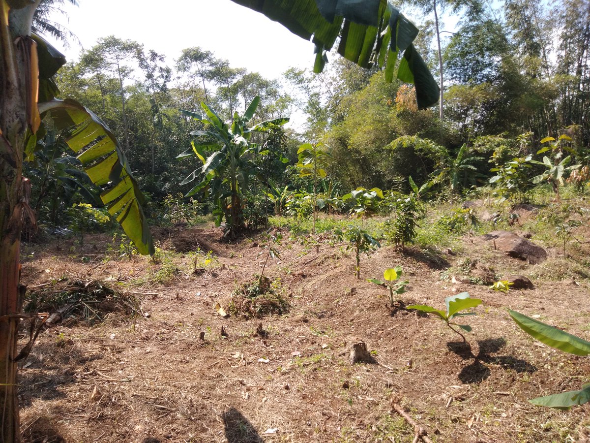 didisardi76's tweet photo. Mari bertani mangga ,,Ciloa Nigrum" https://t.co/AqwiUHowXg