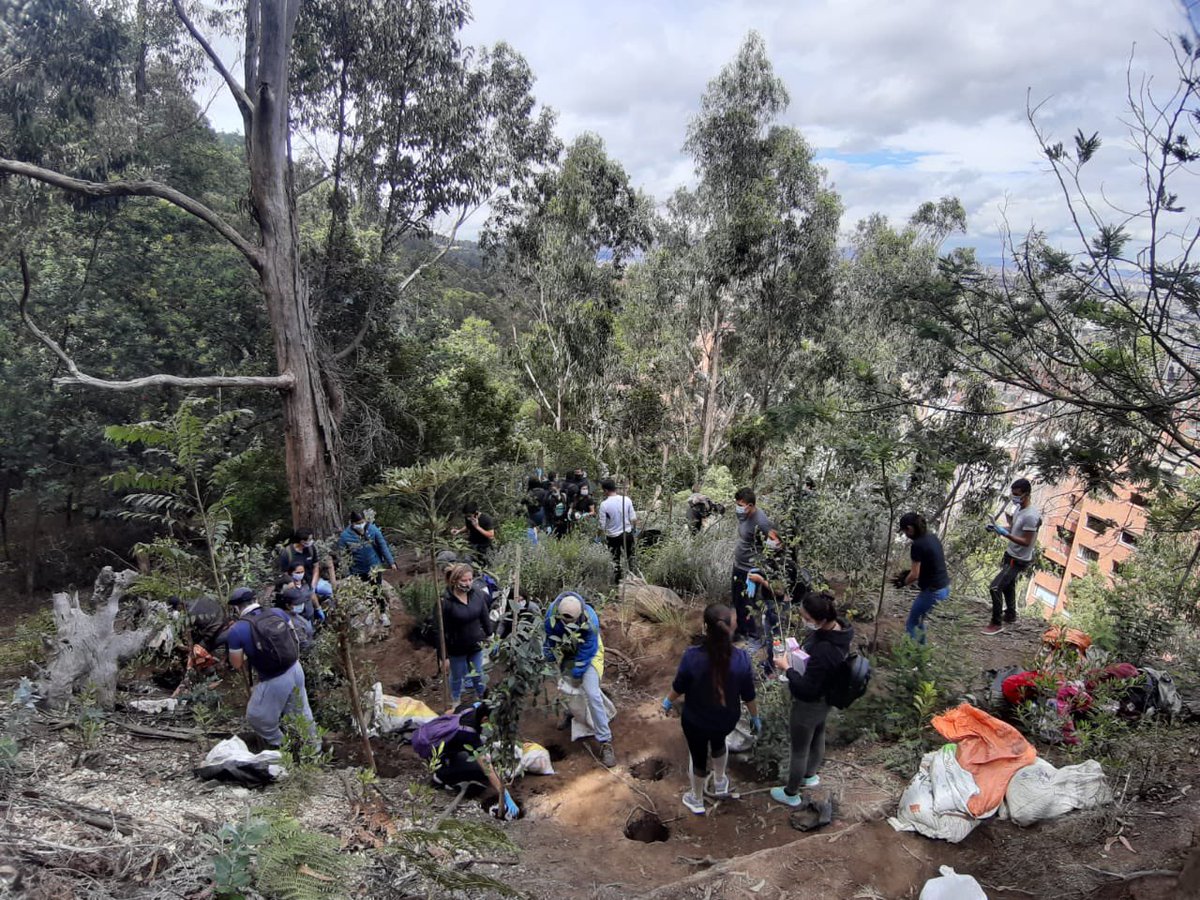 CerrosdeBogota's tweet photo. #Diadelatierra ¡Gracias!@Dafiti_Colombia 🍀💚 Seguimos restaurando los cerros , a nosotros mismos y la a vida #Merestauro https://t.co/RxwlYlUDBh