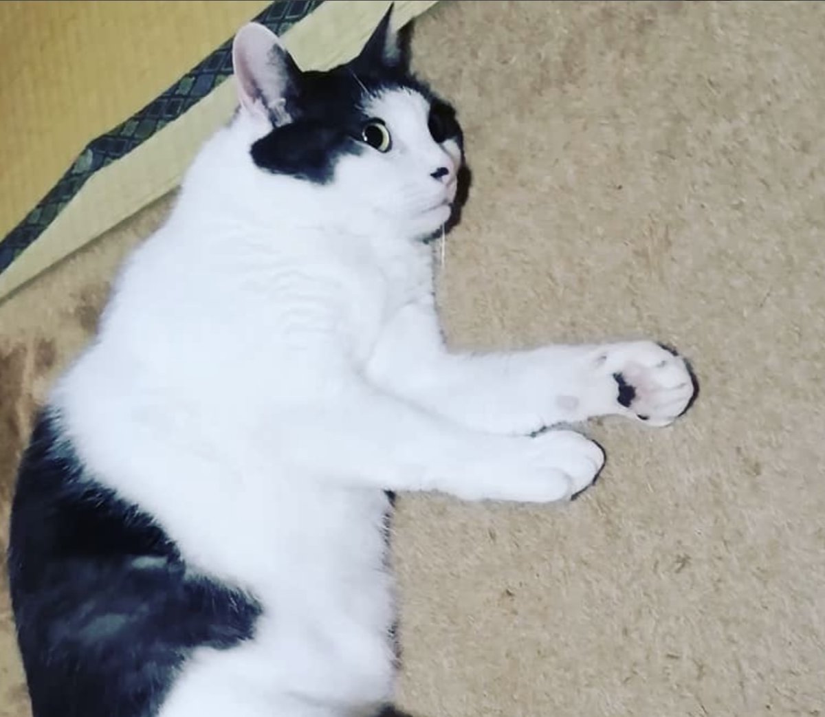 昔昔亭ａ太郎 出演情報 Jnhujcxgs7e1o2b Twitter